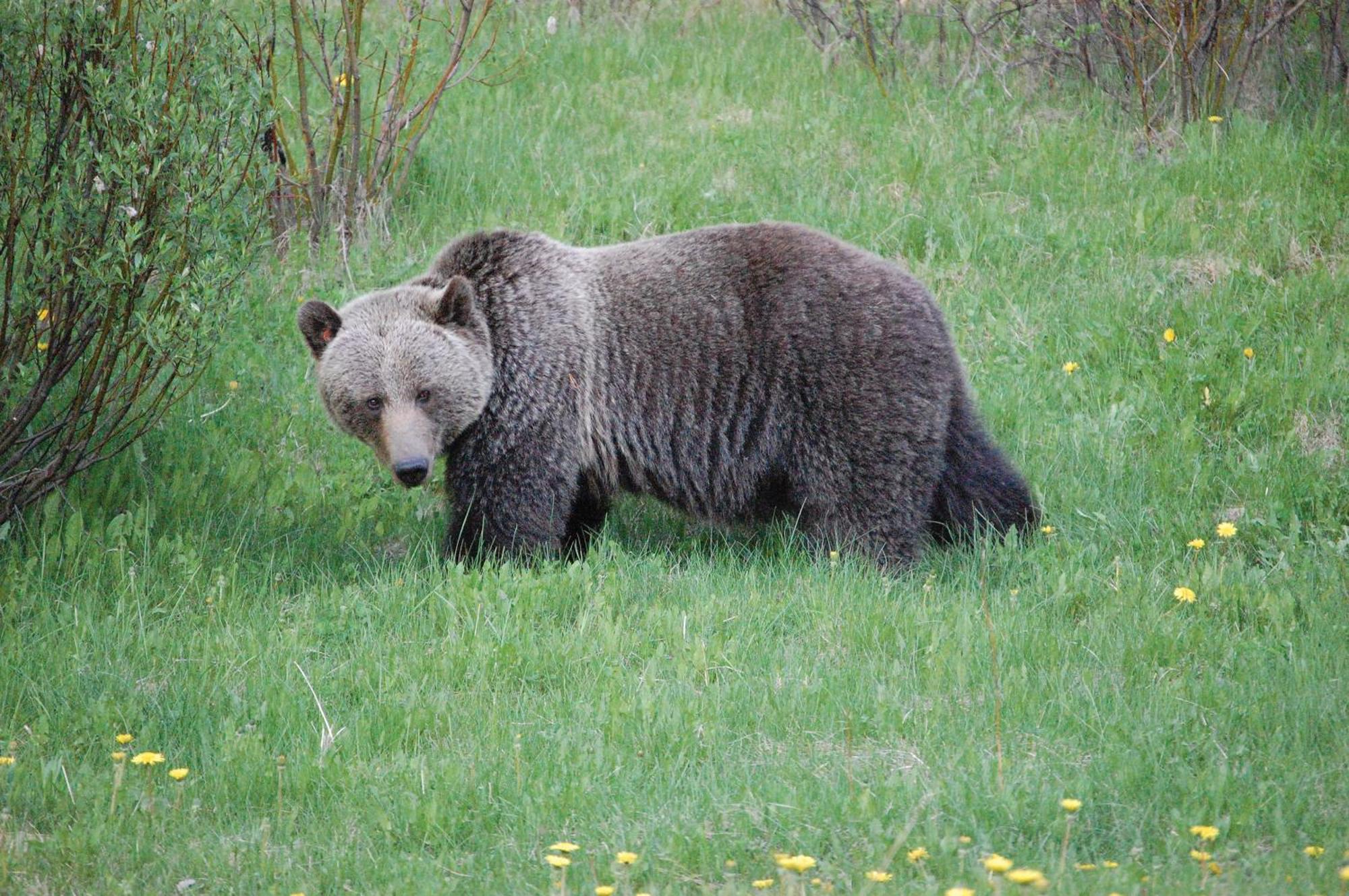 A Bear And Bison Country Inn Canmore Exterior photo